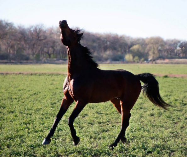 Scheherezade-Arabian-Farms-Kami-Stallion